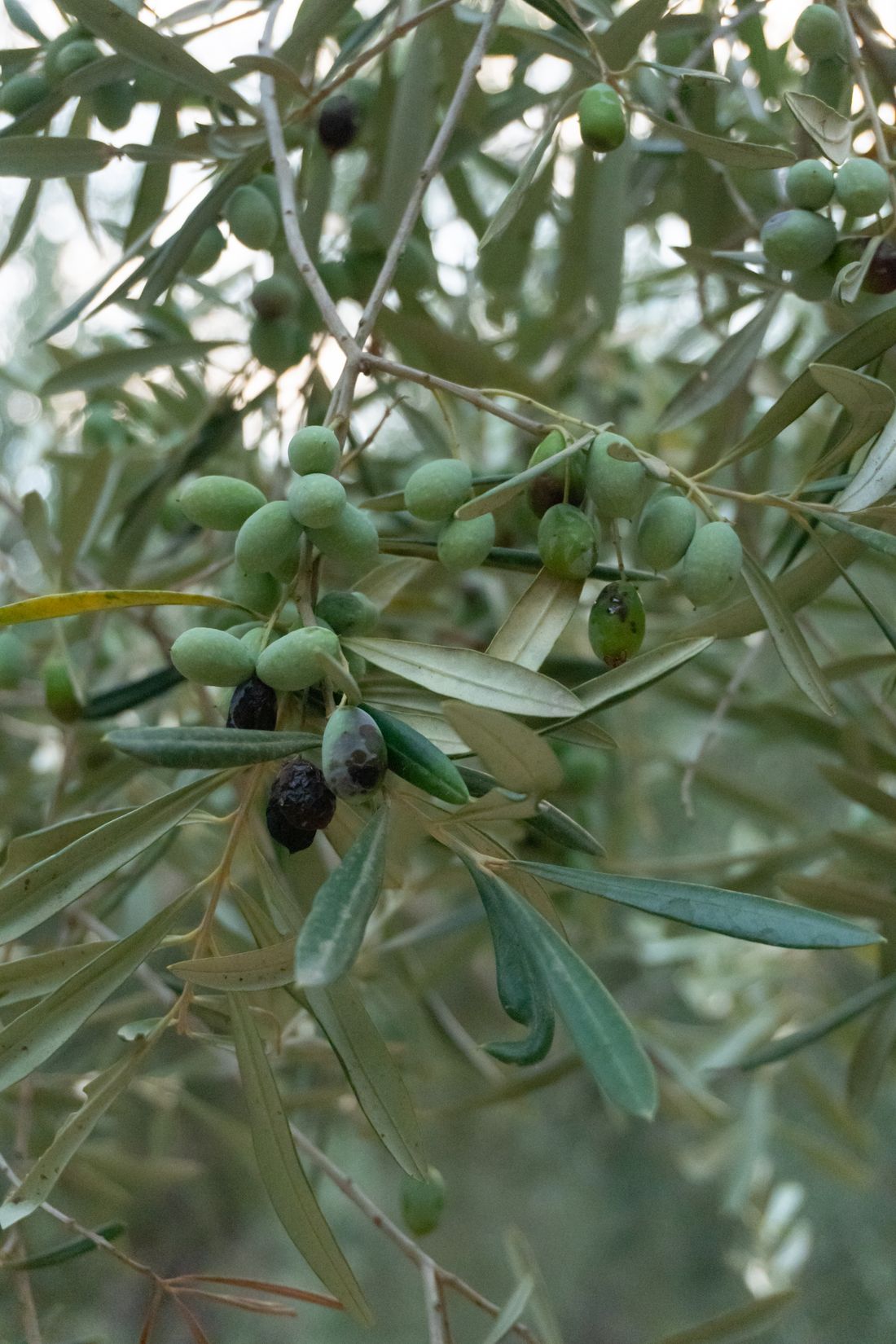 Early-harvest olives